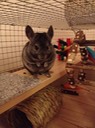 IMG 1121