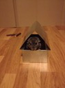 IMG 1123