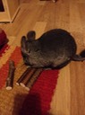 IMG 1125