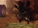 IMG 1160