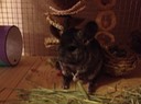 IMG 1163
